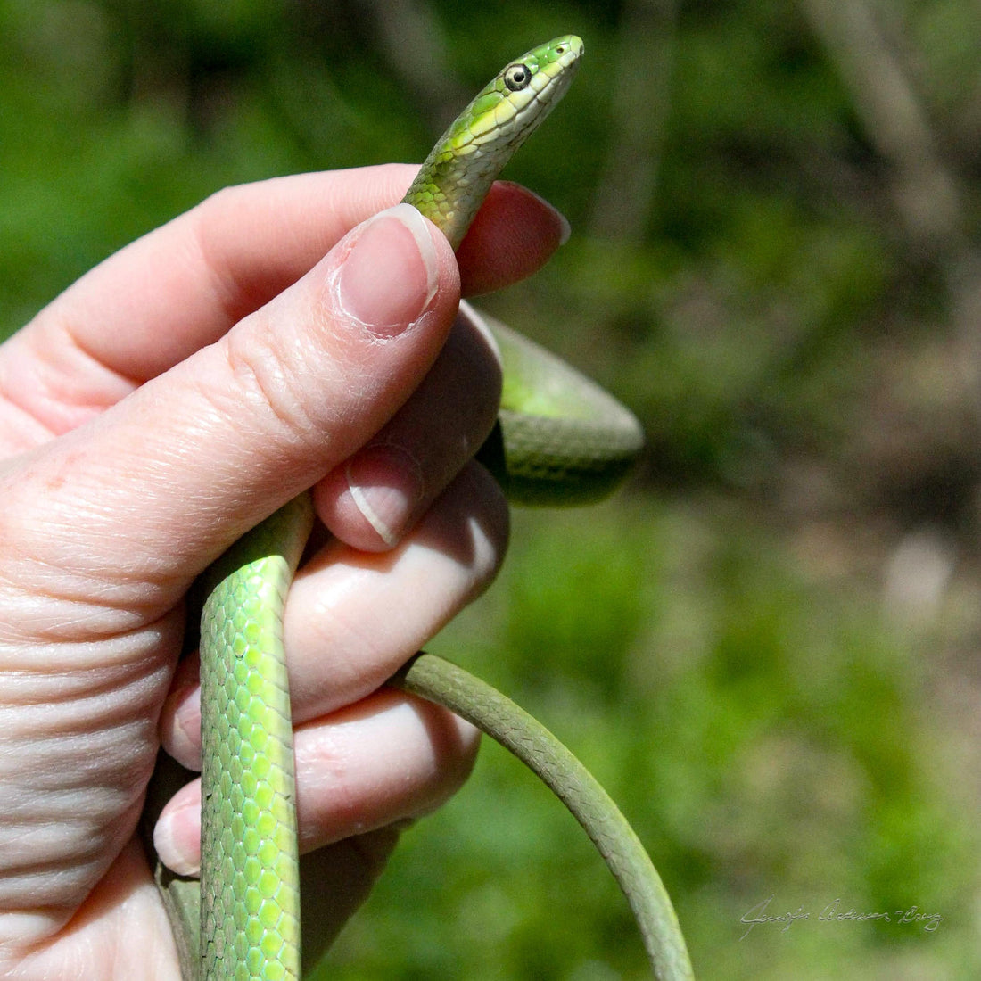 MWC Eco-brief: Green Snakes
