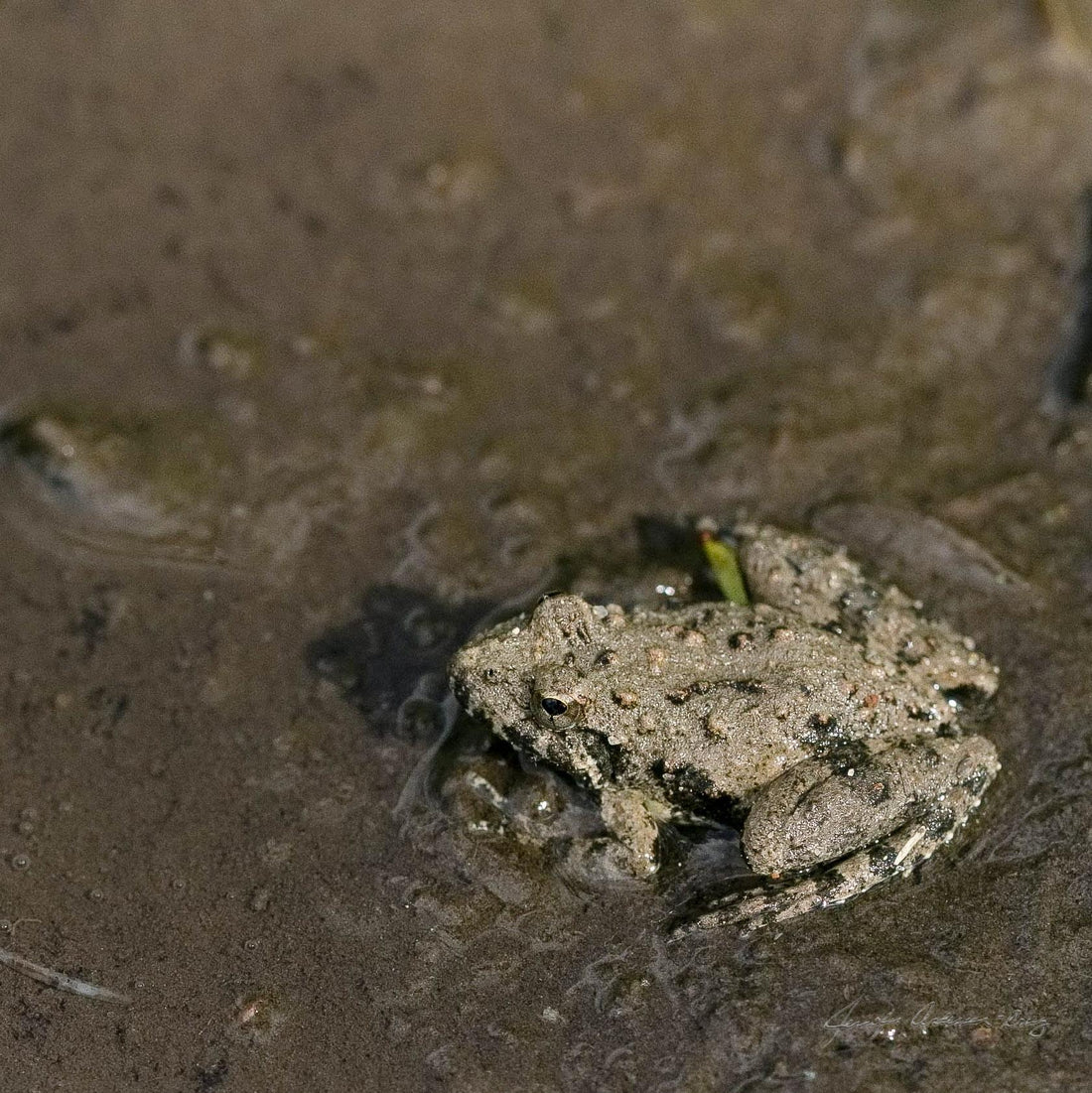MWC Eco-brief: Cricket Frog