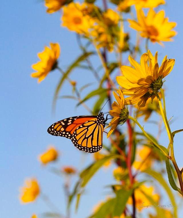 MWC Eco-brief: Monarch Butterfly Nectar Plants