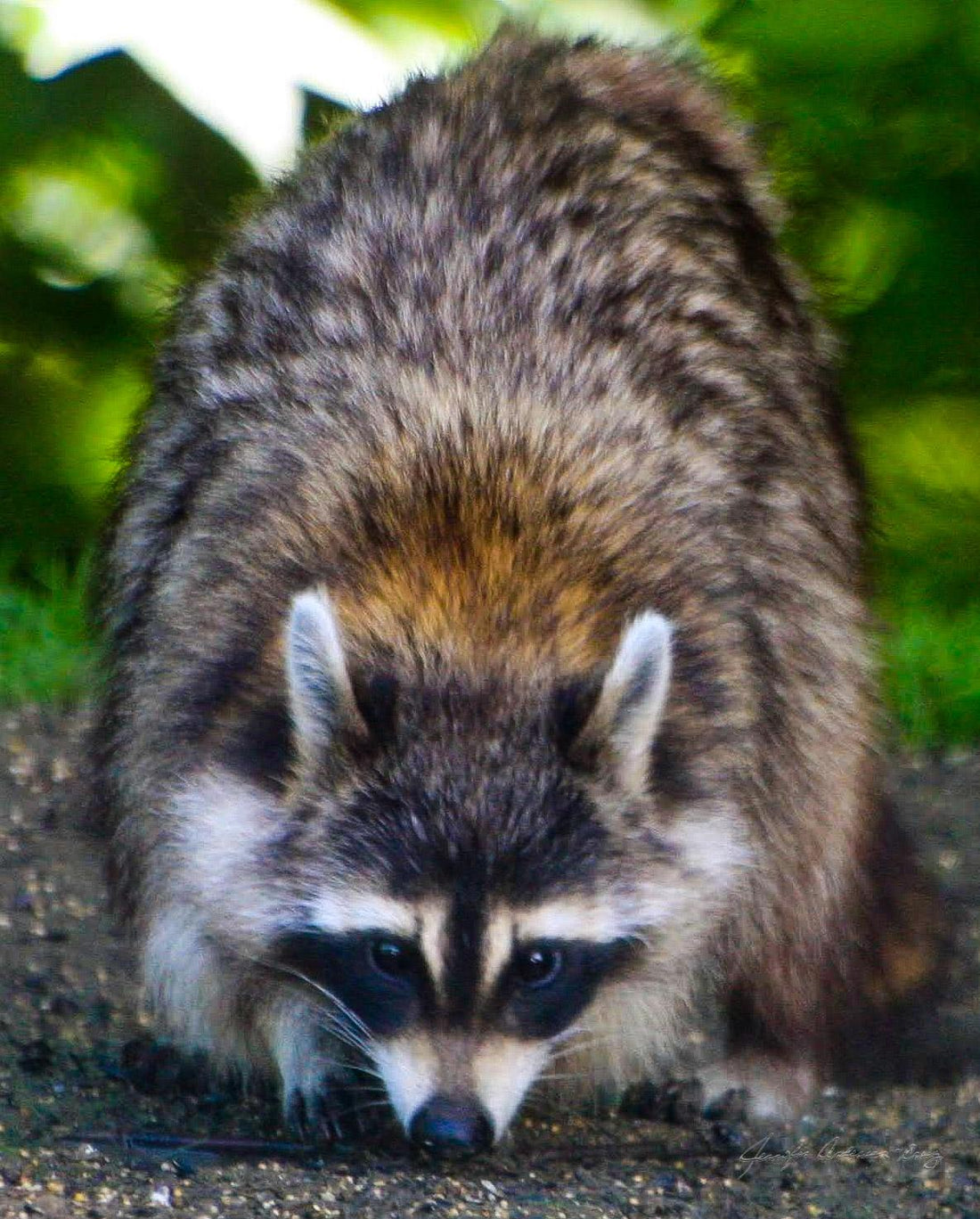 MWC Eco-brief: Then meaning of the word "Racoon"