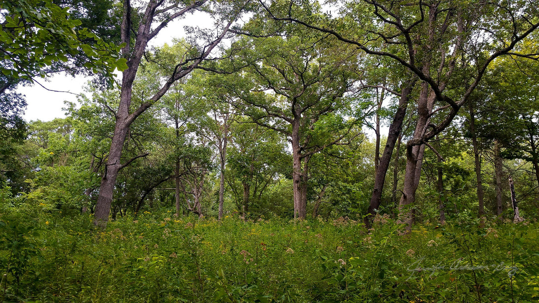 MWC Eco-brief: Oak Woodland Health