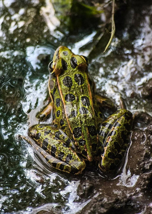 Midwest Wilderness Connections Eco-brief: Leopard frogs of the Midwest