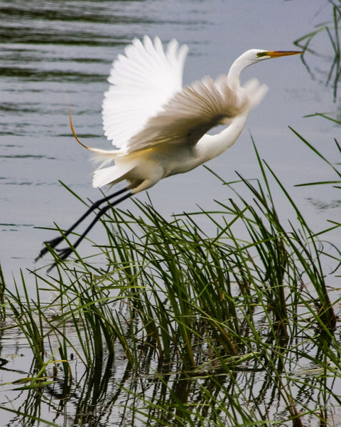 Midwest Wilderness Connections Eco-brief: Great Egret