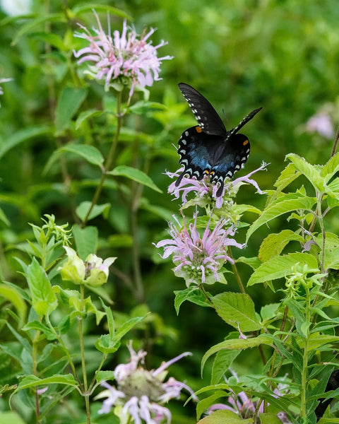 Midwest Wilderness Connections Eco-brief: Spicebush Swallowtail
