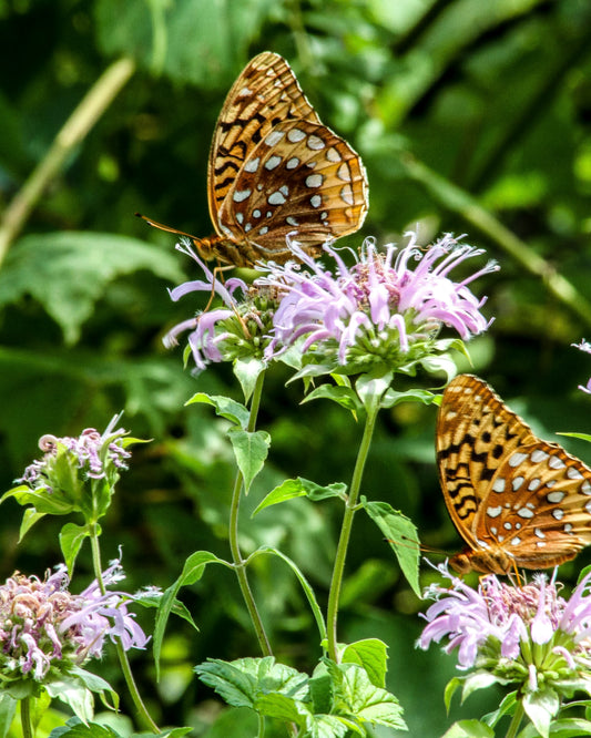 Midwest Wilderness Connections Eco-brief: Great Spangled Fritillary