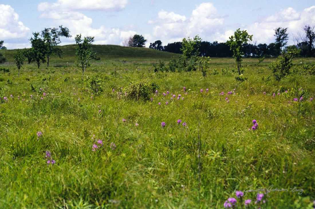 Midwest Wilderness Connections Eco-brief: Fen Wetlands