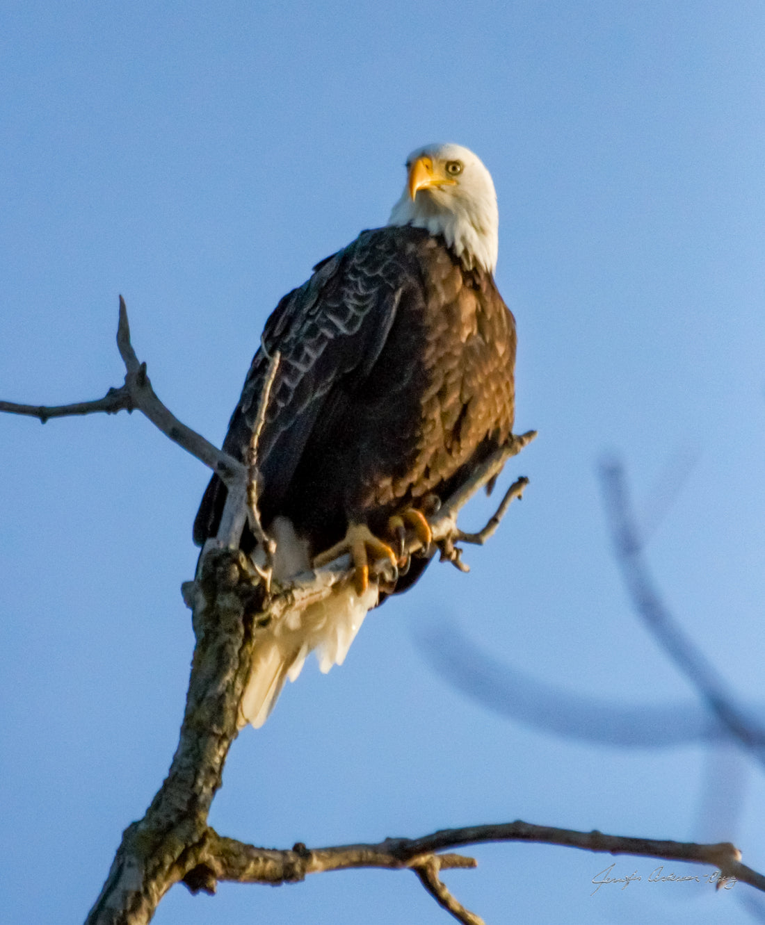 Midwest Wilderness Connections Eco-brief: The Eagle Eye