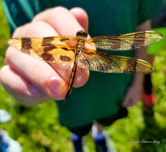 Midwest Wilderness Connections Eco-brief: Halloween Pennant Dragonfly