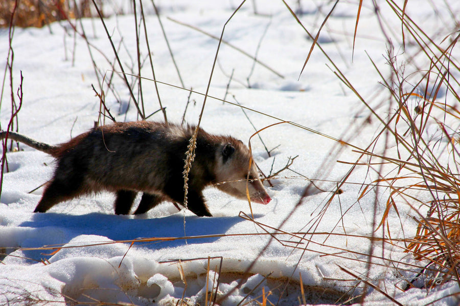 Midwest Wilderness Connections Eco-brief: The Opossum