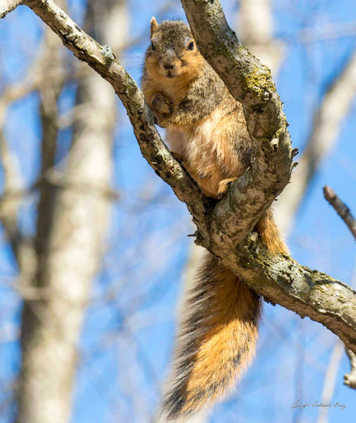 Midwest Wilderness Connections Eco-brief: Fox Squirrel