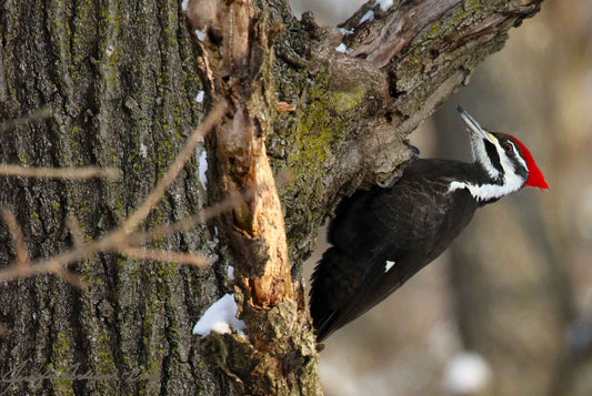 MWC Eco-brief: Pileated Woodpecker