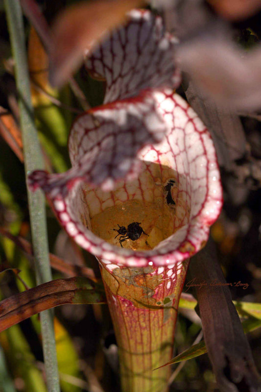MWC Eco-sweep: Bloodthirsty veggies