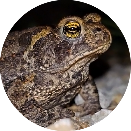 Midwest Wilderness Connections Eco-brief: Frog and Toad Respiration