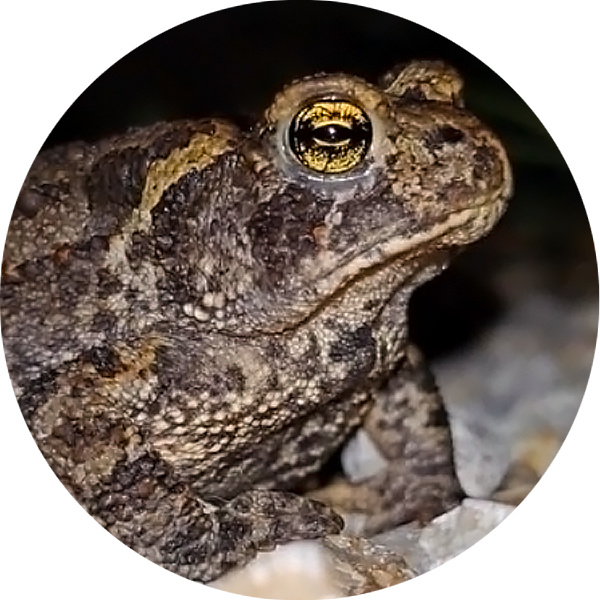 Midwest Wilderness Connections Eco-brief: Frog and Toad Respiration
