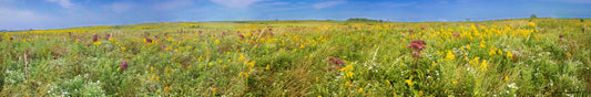 A panoramic, vast wet meadow in full bloom with golden plumes of giant goldenrod (Solidago gigantea) accented by purple plumes of spotted joe-pye weed (Eupatoriadelphus maculatus ). Photo taken in Riceville, Howard County, Iowa, USA.