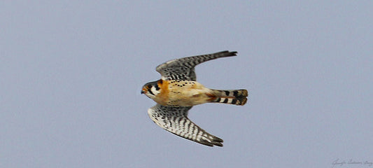 MWC Eco-brief: Smallest North American Falcon