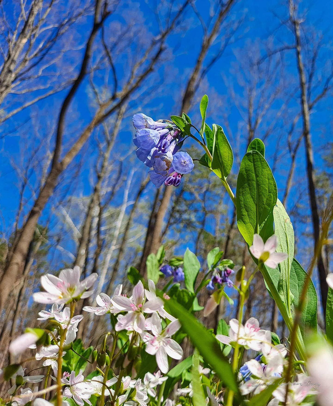 MWC Eco-brief: Spring Ephemeral Flowers