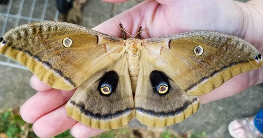 MWC Eco-brief: Polyphemus Moths and Leaf Litter