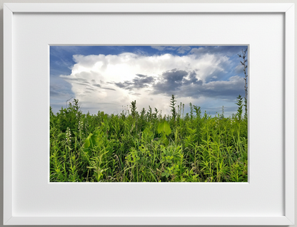 Framed photograph of a prairie with green plants and a blue sky with storm clouds.