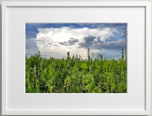 Framed photograph of a prairie with green plants and a blue sky with storm clouds.