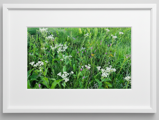 Framed photograph of a midwest prairie with green grass and white flowers in Illinois 
