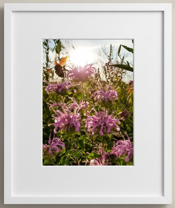 Framed photograph of a bumblebee on pink flowers with a white border