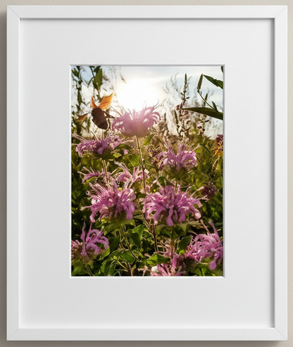 Framed photograph of a bumblebee on pink flowers with a white border