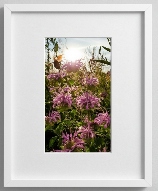 Framed photograph of pink flowers with a bumblebee on a white wall