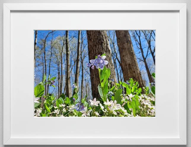 Framed photograph of a forest floor with flowers and trees with a blue sky backdrop 