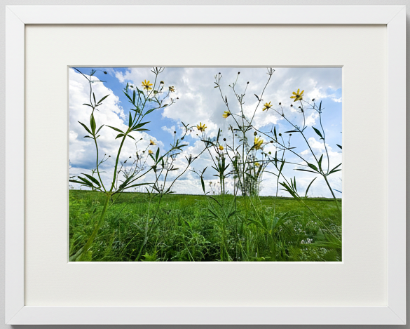 Framed picture of a field with wildflowers and a blue sky.