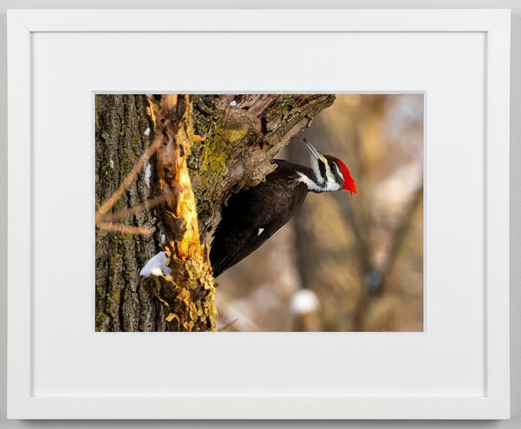 Pileated Woodpecker on a tree trunk with a white frame