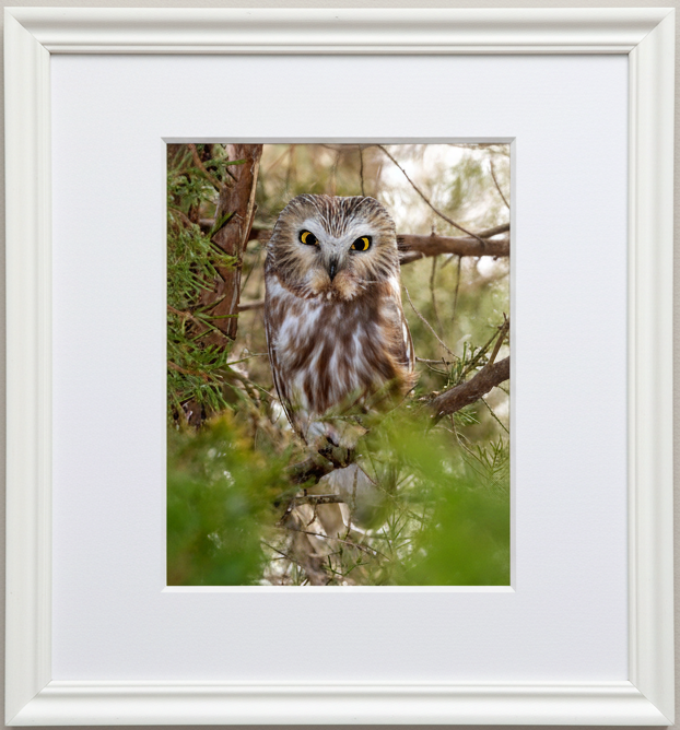 Framed photograph of an owl perched on a branch with a white frame.