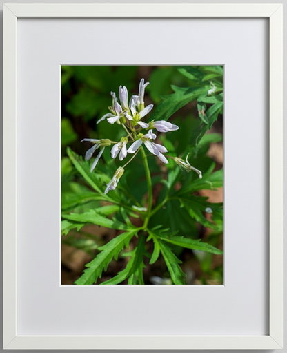 Framed photograph of a white toothwort plant with white flowers and green leaves.