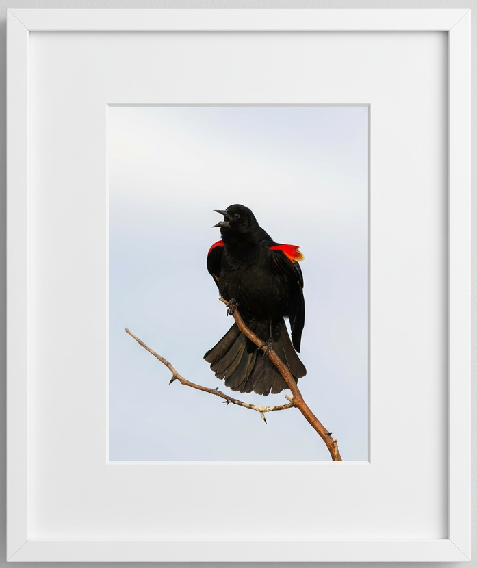 Red winged Black bird with spread wings and tail feathers perched on a branch against a light blue sky, framed in white.