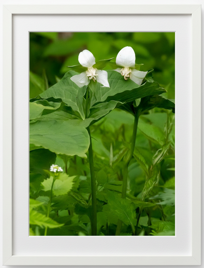 Two white trilliums with green leaves in a natural setting in iowa
