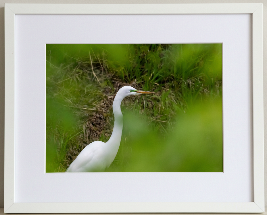 White egret in a natural setting in iowa with a blurred background in a white frame with a white mat 