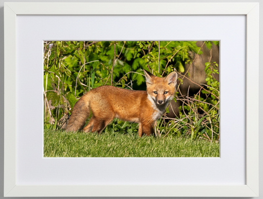 Framed photograph of a red fox in a natural setting with greenery.