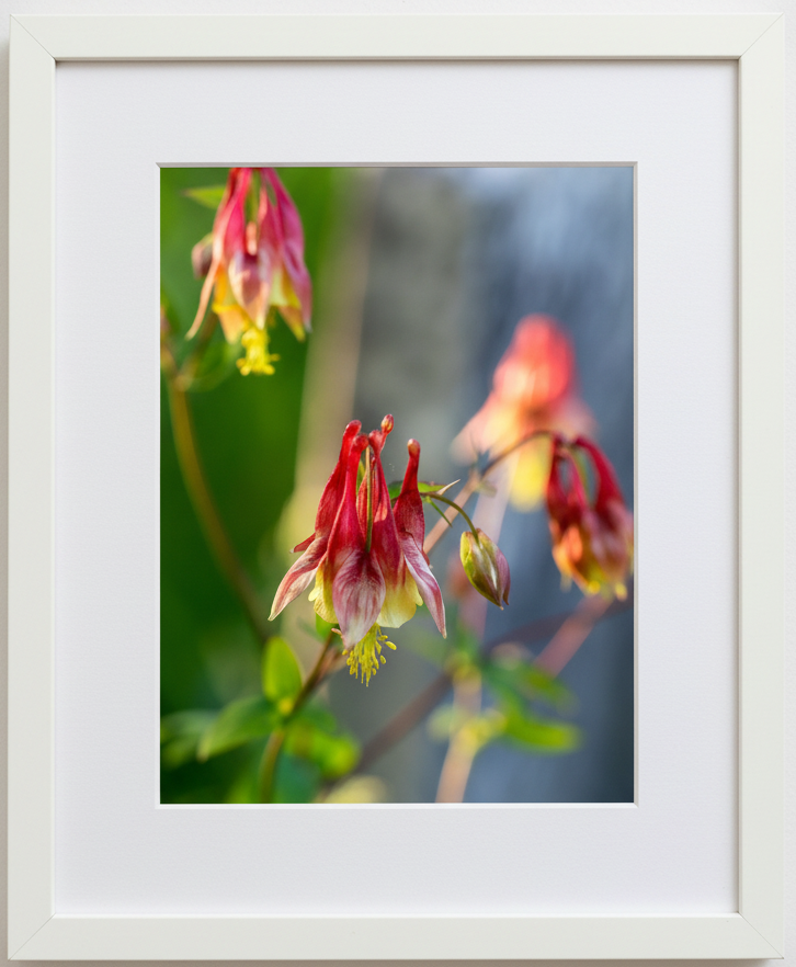 Framed photograph of red and yellow wild columbine flowers with a blurred background