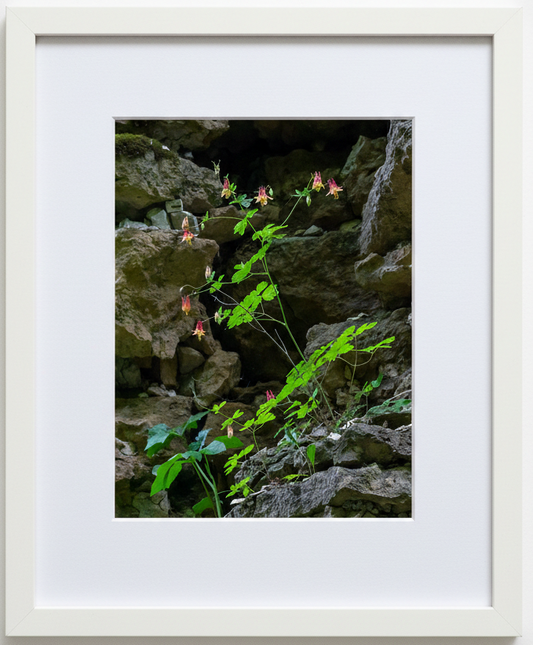 Framed photograph of wildflowers growing on rocky terrain