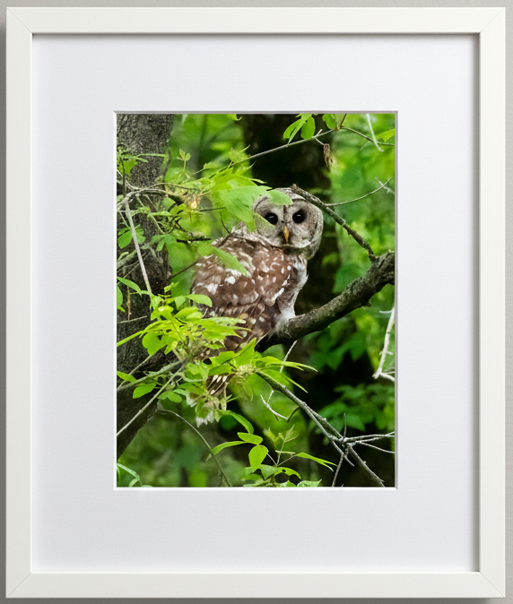 Framed photograph of a barred owl perched on a branch with green leaves.