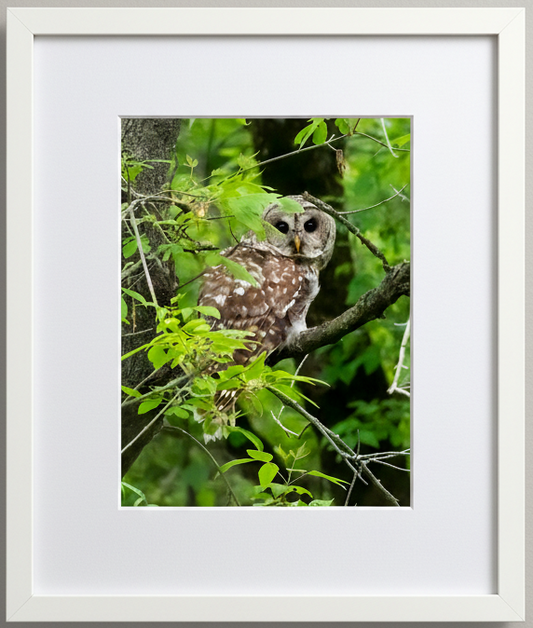 Framed photograph of a barred owl perched on a branch with green leaves.
