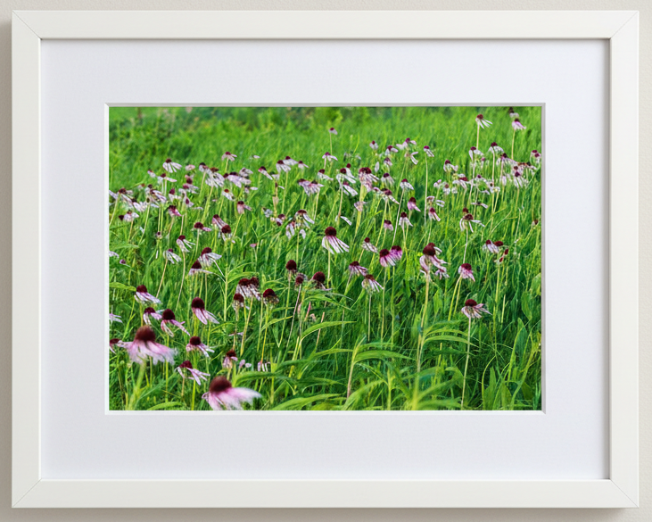 Framed photograph of a prairie of pale purple coneflowers in a white frame