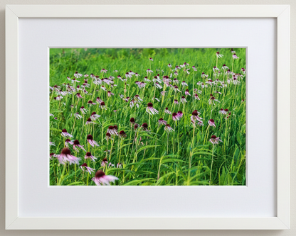 Framed photograph of a prairie of pale purple coneflowers in a white frame