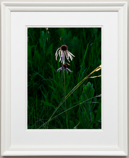 Framed Photograph of a bumblebee and pale purple coneflower backlit by sunlight. 