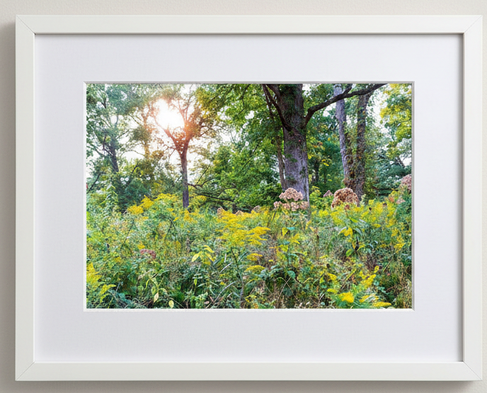 Framed photograph of an oak savanna scene with sunlight filtering through the trees and wildflowers 