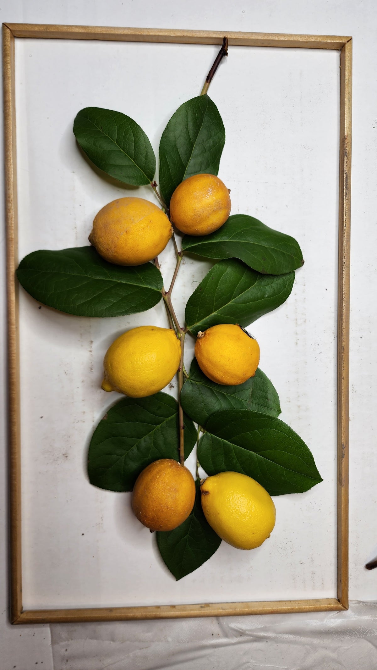 Lemons & Salal Lemonleaf Plaster Botanical Bas Relief Wall Art
