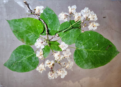 Northern Catalpa Plaster Botanical Bas Relief Wall Art