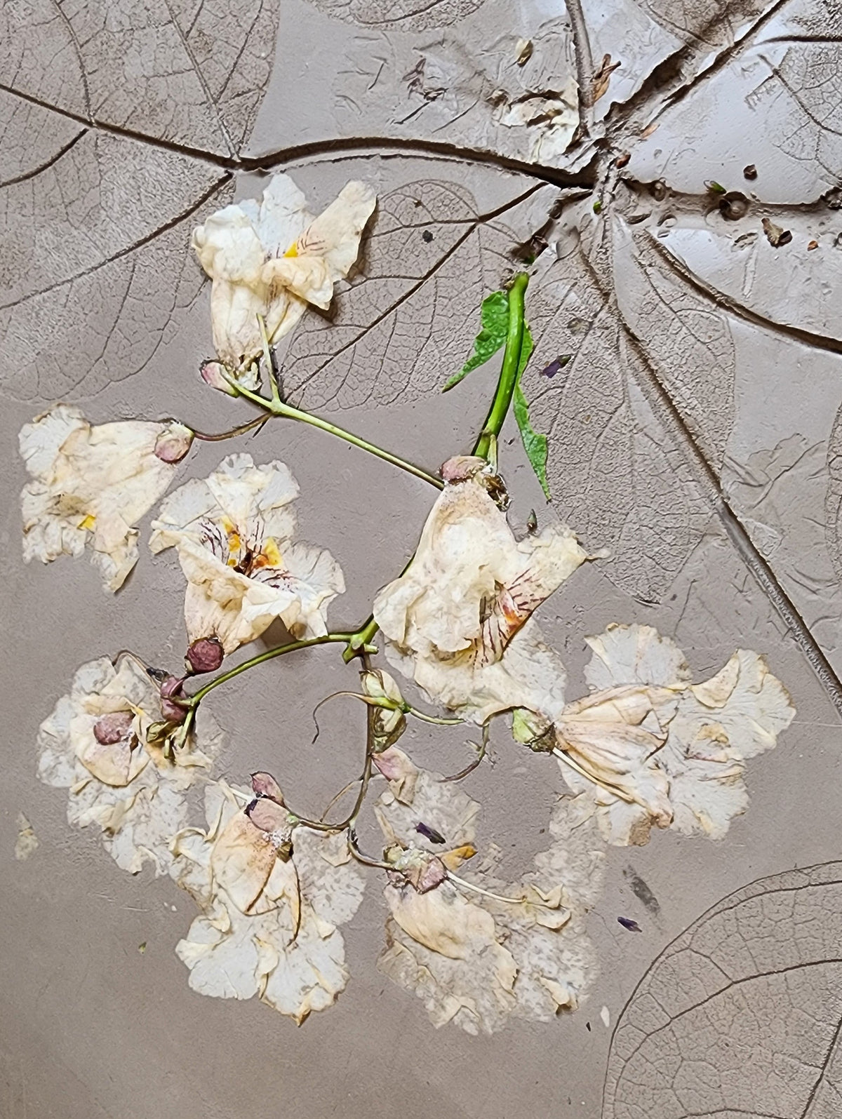 Northern Catalpa Plaster Botanical Bas Relief Wall Art