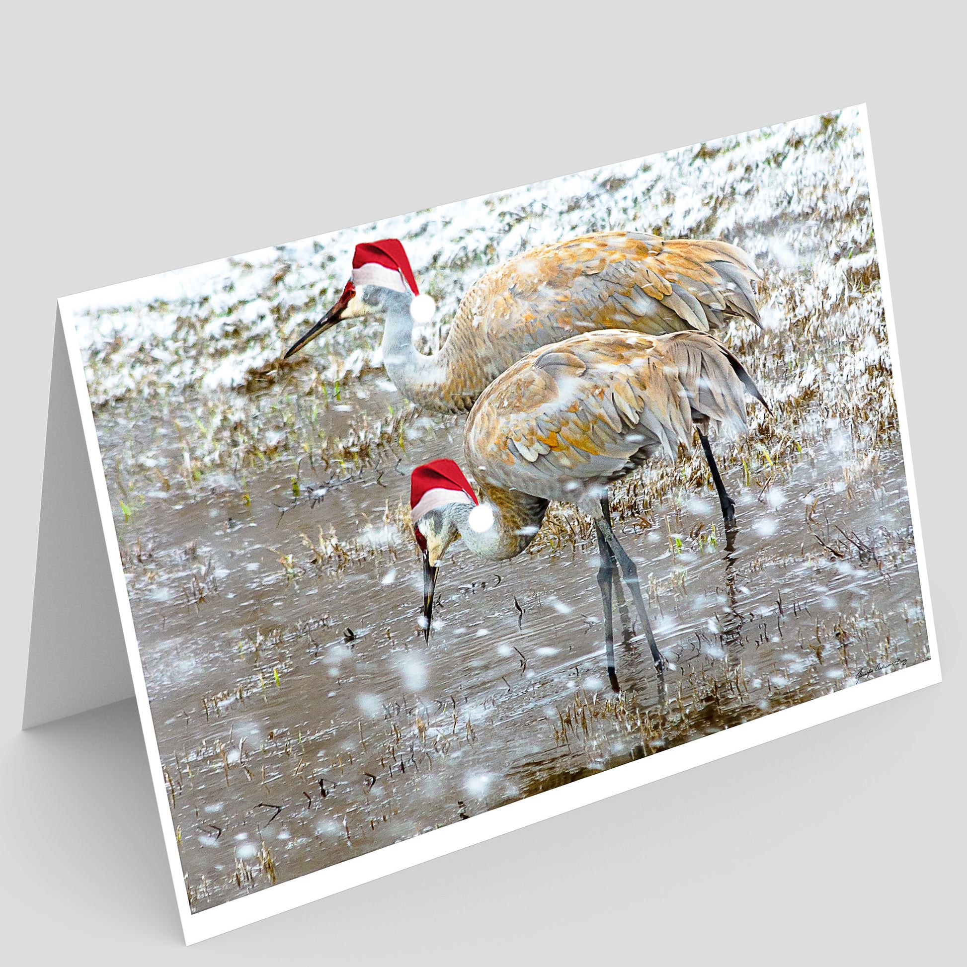 Full photo greeting card featuring Two sandhill cranes wearing Santa hats on a snowy wetland in illinois