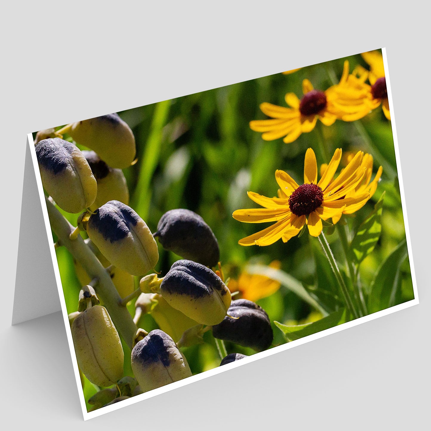 Sweet Black-eyed susan flowers with white wild indigo seed pods with green leaves in Illinois prairie on a white background